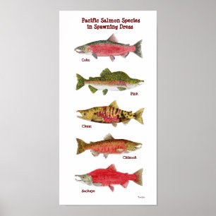 Pazifischer Lachs Art Poster