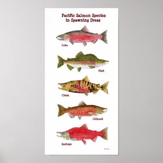 Pazifischer Lachs Art Poster (Vorne)