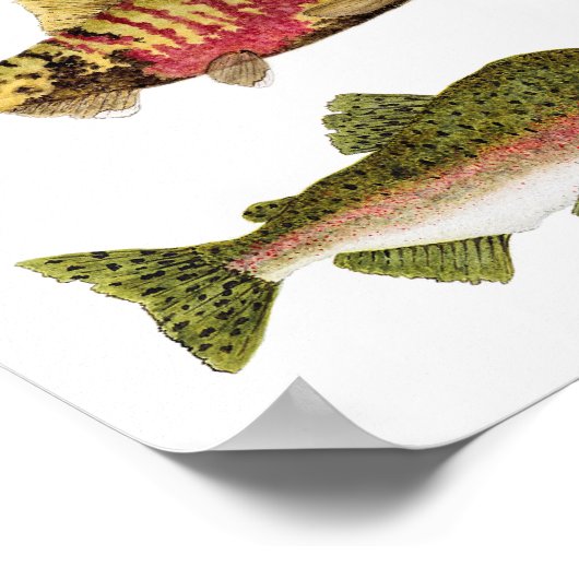 Pazifischer Lachs im Paradies Poster (Ecke)