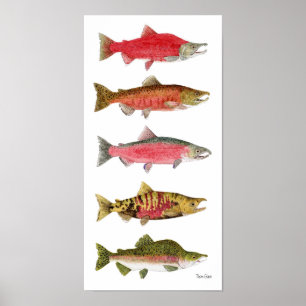 Pazifischer Lachs im Paradies Poster