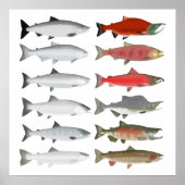 Pazifischer Lachs - Phasen des Ozeans und des Laic Poster (Vorne)