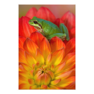 Pazifischer Laubfrosch auf Blumen Fotodruck