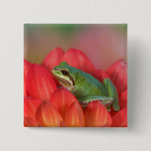 Pazifischer Laubfrosch auf Blumen im Garten Button