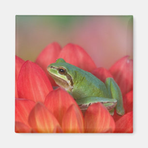 Pazifischer Laubfrosch auf Blumen im Garten Magnet