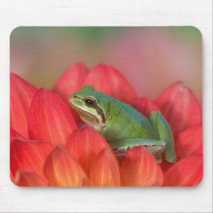 Pazifischer Laubfrosch auf Blumen im Garten Mousepad