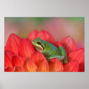 Pazifischer Laubfrosch auf Blumen im Garten Poster