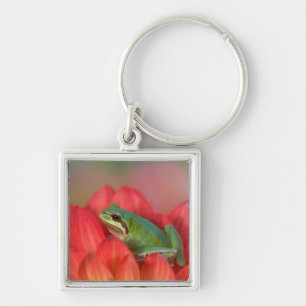 Pazifischer Laubfrosch auf Blumen im Garten Schlüsselanhänger
