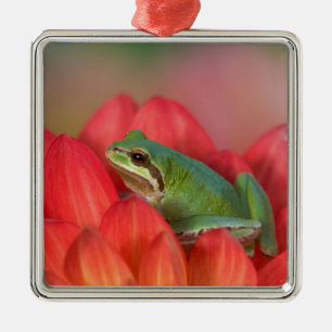 Pazifischer Laubfrosch auf Blumen im Garten Silbernes Ornament