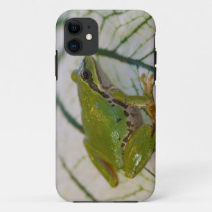 Pazifischer Laubfrosch auf Blumen in unserem Garte iPhone 11 Hülle