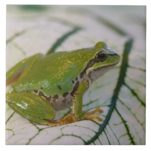 Pazifischer Laubfrosch auf Blumen in unserem Garte Fliese