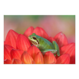 Pazifischer Laubfrosch auf Blumen in unserem Garte Fotodruck