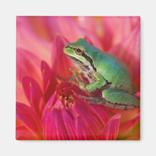 Pazifischer Laubfrosch auf Blumen in unserem Garte Magnet