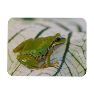 Pazifischer Laubfrosch auf Blumen in unserem Garte Magnet
