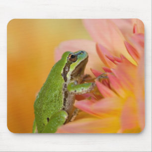 Pazifischer Laubfrosch auf Blumen in unserem Garte Mousepad