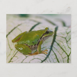 Pazifischer Laubfrosch auf Blumen in unserem Garte Postkarte