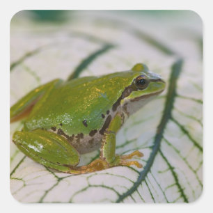 Pazifischer Laubfrosch auf Blumen in unserem Garte Quadratischer Aufkleber
