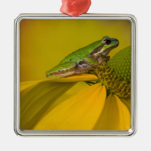 Pazifischer Laubfrosch auf Blumen in unserem Garte Silbernes Ornament