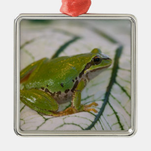 Pazifischer Laubfrosch auf Blumen in unserem Garte Silbernes Ornament