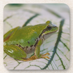 Pazifischer Laubfrosch auf Blumen in unserem Garte Untersetzer