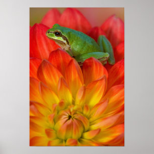 Pazifischer Laubfrosch auf Blumen Poster