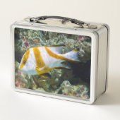 Pazifischer Ozean Red Kaiser Snapper White Brown B Metall Brotdose (Rückseite)