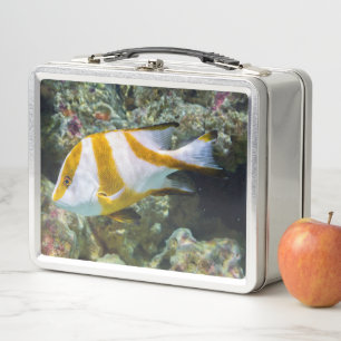 Pazifischer Ozean Red Kaiser Snapper White Brown B Metall Brotdose