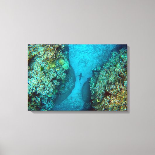 PAZIFISCHER REEF-SHARK 16x24 Leinwanddruck (Vorderseite)