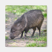 Pazifischer Wallfahrtskirche Postcard Metal Orname Magnet (Vorne)