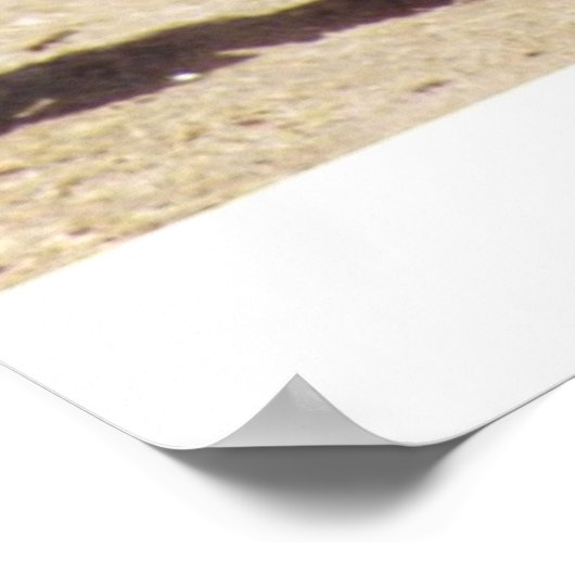 PBR Dreams Poster (Ecke)