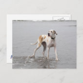 PDXDanes Fynn Postcard 2011 Postkarte (Vorne/Hinten)