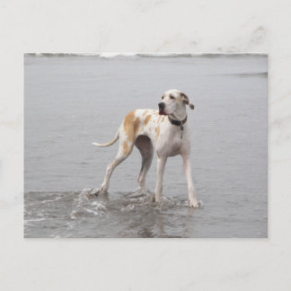 PDXDanes Fynn Postcard 2011 Postkarte