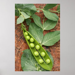 Pea Pod Poster