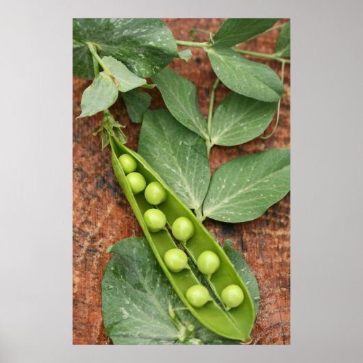 Pea Pod Poster (Vorne)