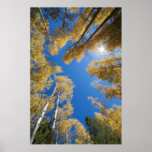 Peace and serenity in the Aspen's Poster