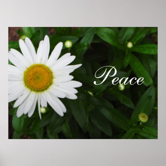 Peace Daisy Print Poster (Vorne)