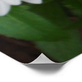 Peace Daisy Print Poster (Ecke)