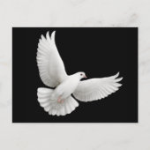 Peace Dove Postcard Postkarte (Vorderseite)