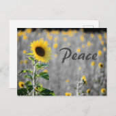 "Peace" Feld der Sonnenblumen, Schwarz & Weiß Postkarte (Vorne/Hinten)