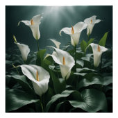 peace lilies poster (Vorderseite)