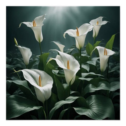 peace lilies poster (Vorderseite)