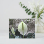 Peace Lily # 3 Postkarte (Stehend Vorderseite)