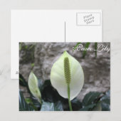 Peace Lily # 3 Postkarte (Vorne/Hinten)