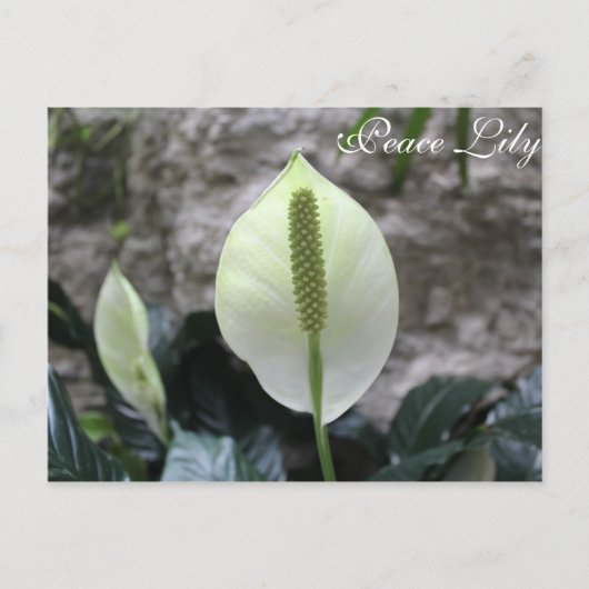 Peace Lily # 3 Postkarte (Vorderseite)