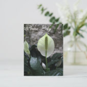 Peace Lily # 4 Postkarte (Stehend Vorderseite)