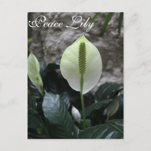 Peace Lily # 4 Postkarte (Vorderseite)