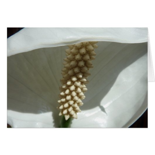 Peace Lily Elegante (Vorderseite (Horizontal))