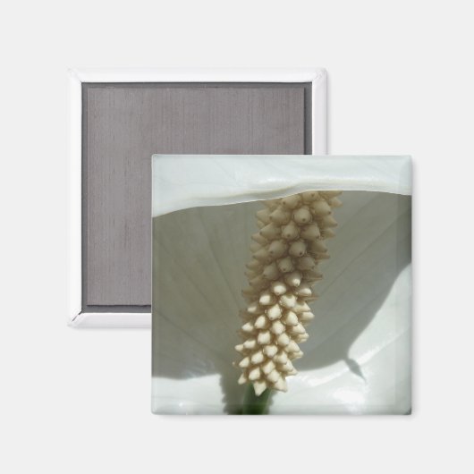 Peace Lily Elegante Magnet (Vorderseite/Rückseite)