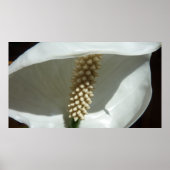 Peace Lily Elegante Poster (Vorne)
