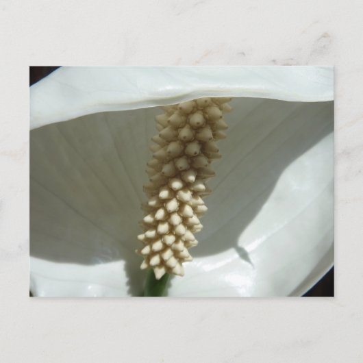 Peace Lily Elegante Postkarte (Vorderseite)