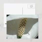Peace Lily Elegante Postkarte (Vorne/Hinten)